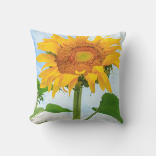 Sunflower, community garden, Moses Lake, WA, USA Cushion