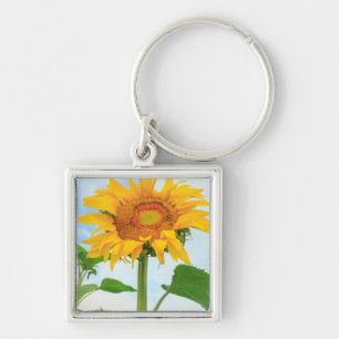 Sunflower, community garden, Moses Lake, WA, USA Key Ring