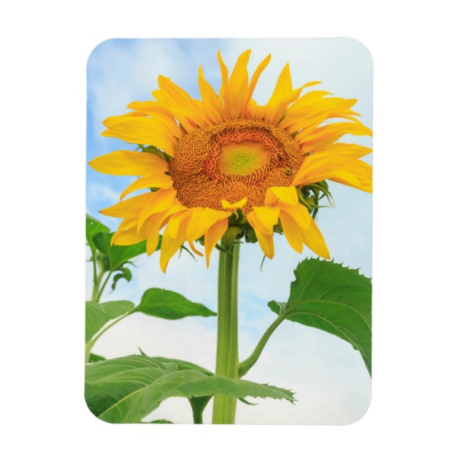 Sunflower, community garden, Moses Lake, WA, USA Magnet (Vertical)