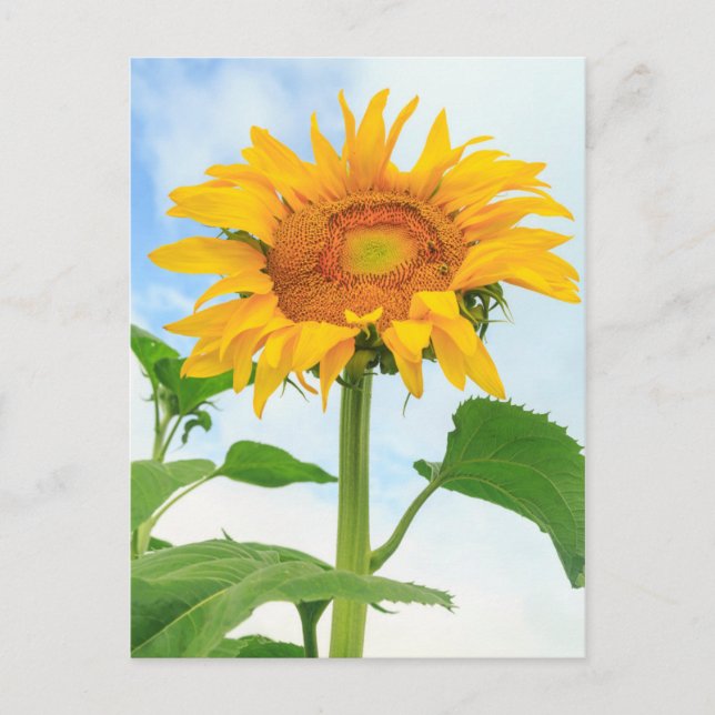 Sunflower, community garden, Moses Lake, WA, USA Postcard (Front)