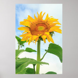 Sunflower, community garden, Moses Lake, WA, USA Poster