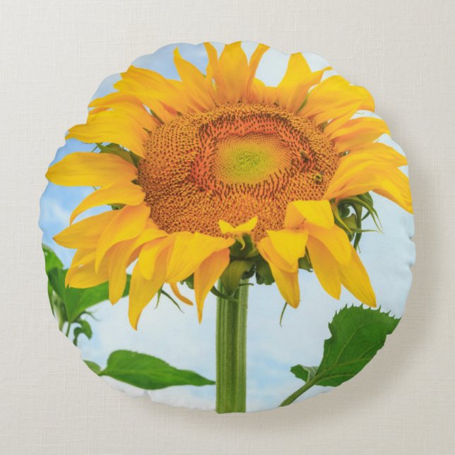 Sunflower, community garden, Moses Lake, WA, USA Round Cushion (Front)