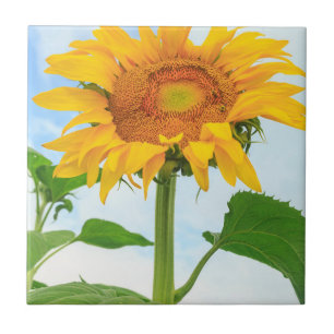 Sunflower, community garden, Moses Lake, WA, USA Tile