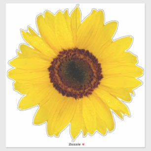 Sunflower Contour Sticker