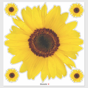 Sunflower Contour Sticker Bonus