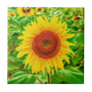 Sunflower Country Yellow Green Summer Floral Tile