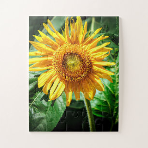 Sunflower Delight Jigsaw Puzzle