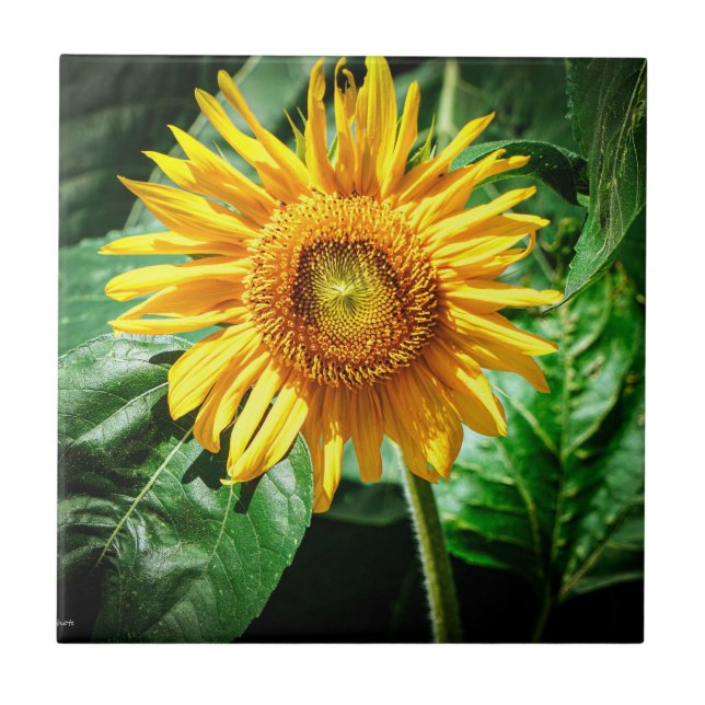 Sunflower Delight Tile (Front)