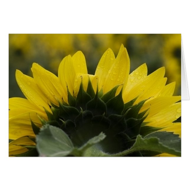 Sunflower Detail (Front Horizontal)