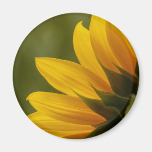Sunflower Detail Magnet