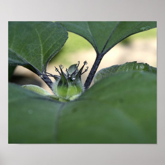 Sunflower Dew Poster (Front)