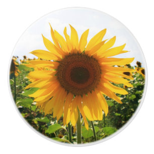 Sunflower Drawer Pull