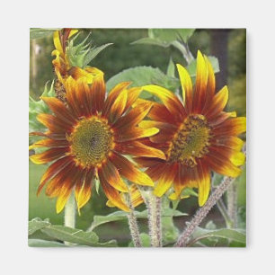 Sunflower Duo Magnet
