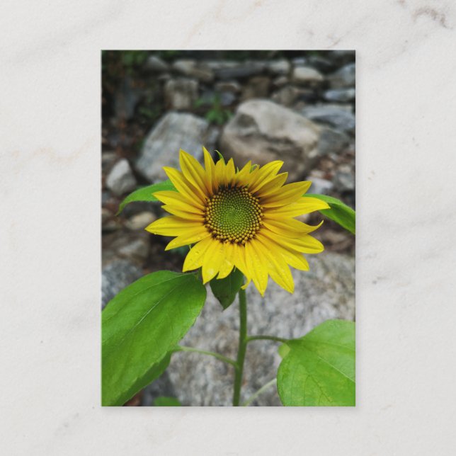 sunflower enclosure card  (Front)