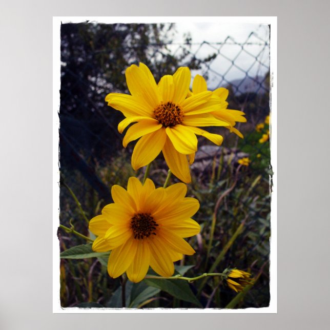 Sunflower Fence Print (Front)