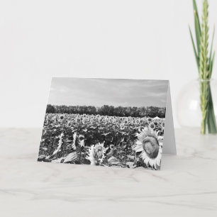 Sunflower Festival Blank Greeting  Card