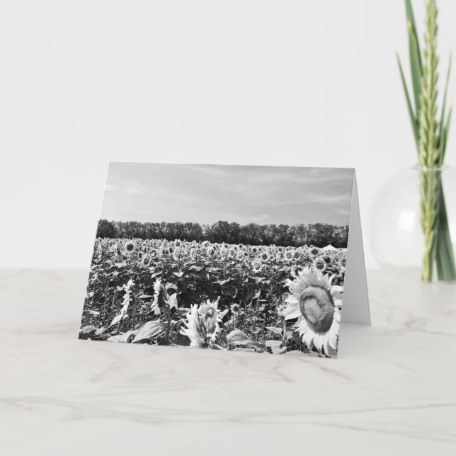 Sunflower Festival Blank Greeting  Card (Front)