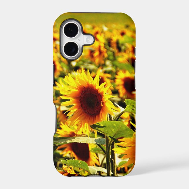 Sunflower field (Back)