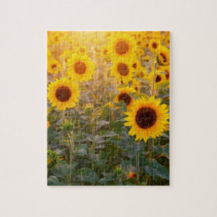 SUNFLOWER FIELD 8X10 JIGSAW PUZZLE