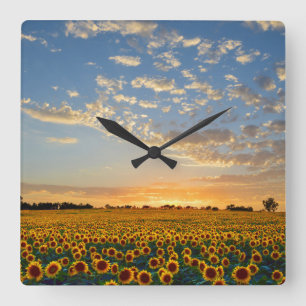 Sunflower Field at Sunset Square Wall Clock