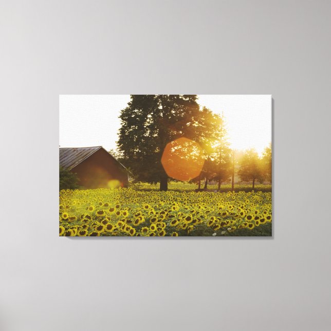 Sunflower Field At Sunset With A Barn Canvas Print (Front)
