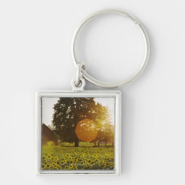 Sunflower Field At Sunset With A Barn Key Ring (Front)