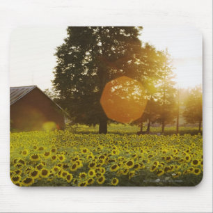 Sunflower Field At Sunset With A Barn Mouse Mat