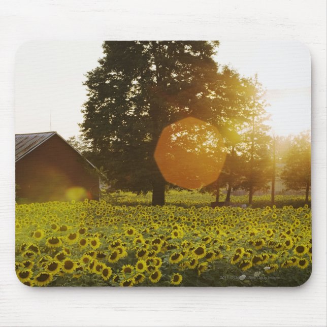 Sunflower Field At Sunset With A Barn Mouse Mat (Front)