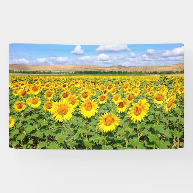 Sunflower field banner (Horizontal)
