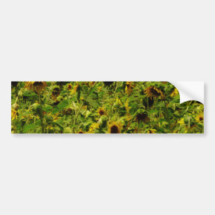 Sunflower field bumper sticker