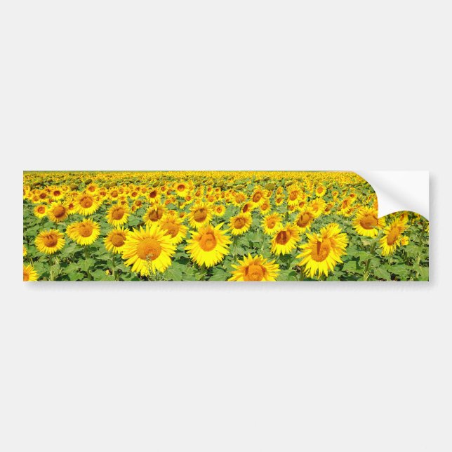 Sunflower field bumper sticker (Front)