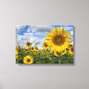 Sunflower Field Canvas 11.75 in x 18 in. Print