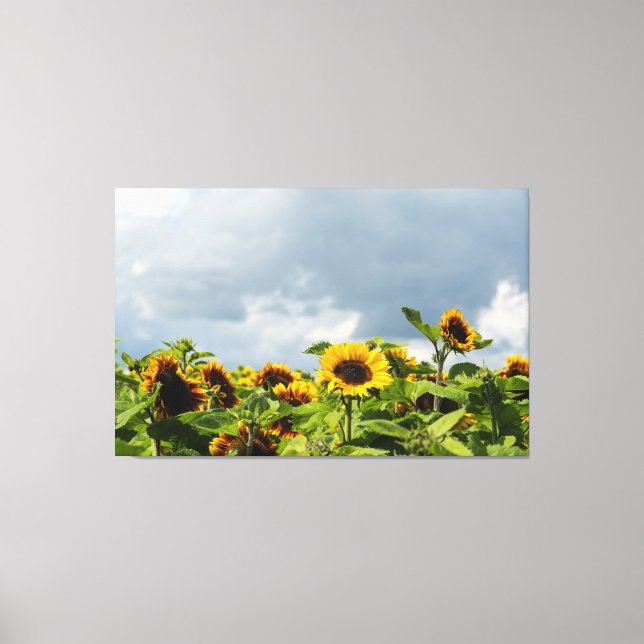 Sunflower Field Canvas Print (Front)