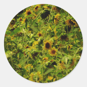 Sunflower field classic round sticker