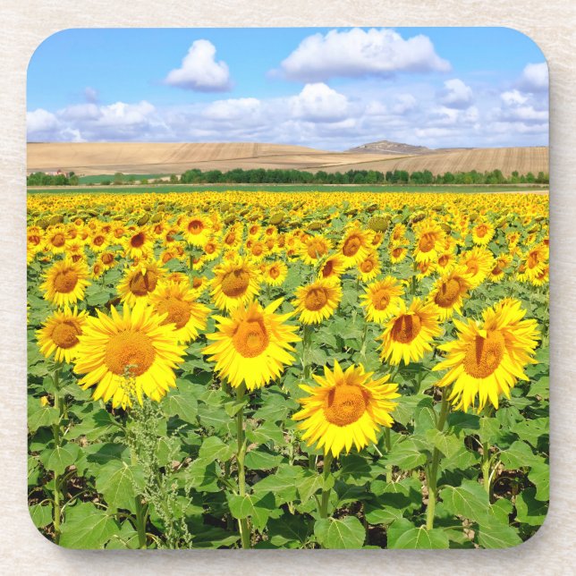Sunflower field coaster (Front)