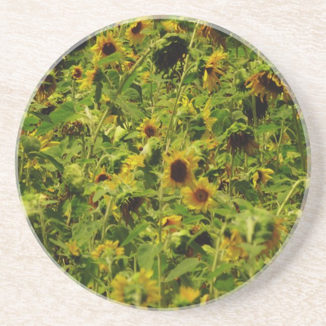 Sunflower field coaster (Front)