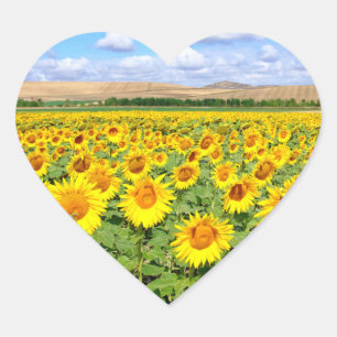 Sunflower field heart sticker