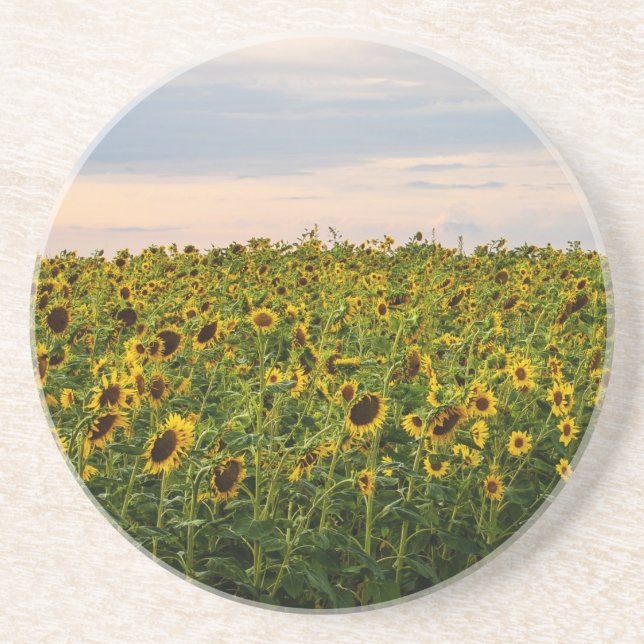 Sunflower Field in Evening Light Coaster (Front)