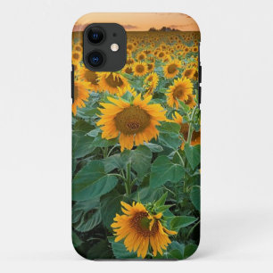 Sunflower Field in Longmont, Colorado iPhone 11 Case