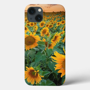 Sunflower Field in Longmont, Colorado iPhone 13 Case