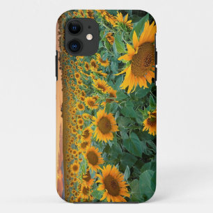 Sunflower Field in Longmont, Colorado iPhone 11 Case