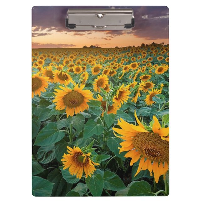 Sunflower Field in Longmont, Colorado Clipboard (Front)