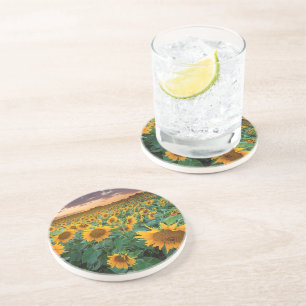 Sunflower Field in Longmont, Colorado Coaster
