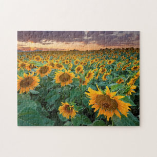 Sunflower Field in Longmont, Colorado Jigsaw Puzzle