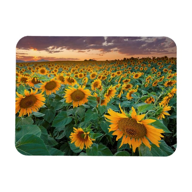 Sunflower Field in Longmont, Colorado Magnet (Horizontal)