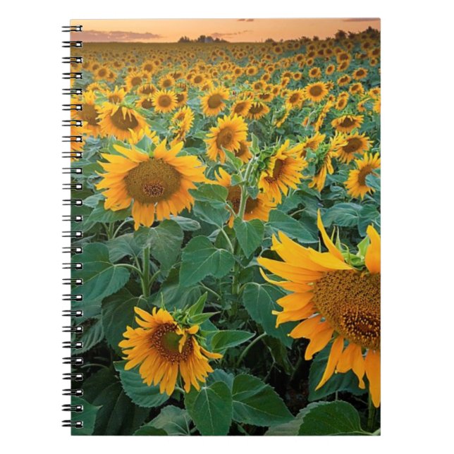 Sunflower Field in Longmont, Colorado Notebook (Front)