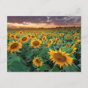 Sunflower Field in Longmont, Colorado Postcard