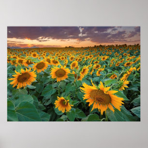 Sunflower Field in Longmont, Colorado Poster
