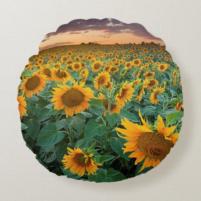 Sunflower Field in Longmont, Colorado Round Cushion (Front)