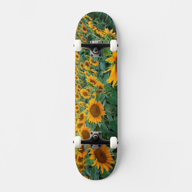 Sunflower Field in Longmont, Colorado Skateboard (Front)